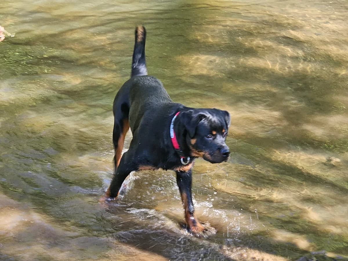 Rango, male young Rottweiler for adoption at Tierhilfe Rhein-Hunsrück e.V.