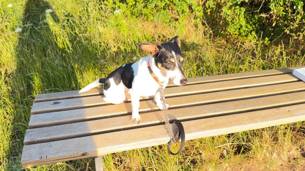 Lebensfrohe Susie sucht ein Für-Immer-Zuhause, gold male senior Jack Russell Terrier for adoption at Tierhilfe Rhein-Hunsrück e.V.
