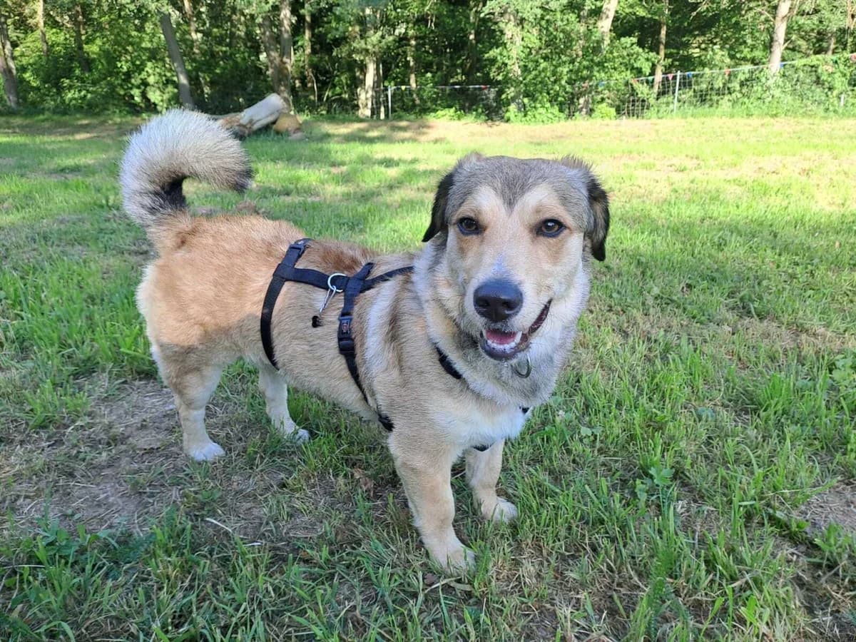 Snoopy bereit für einen Neustart. Reserviert, male young Mixed Breed for adoption at Tierhilfe Rhein-Hunsrück e.V.