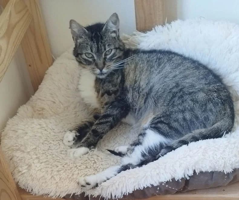 Minnie, geb. 2019, female Mixed Breed for adoption at Tierhilfe Rhein-Hunsrück e.V.