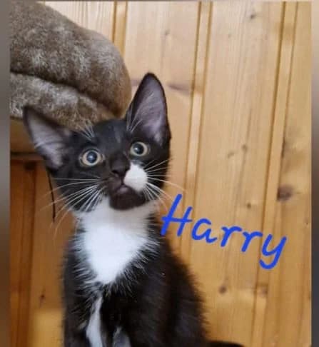 Die Harry Potter Gang, geb. April 2026, male puppy Mixed Breed for adoption at Tierhilfe Rhein-Hunsrück e.V.