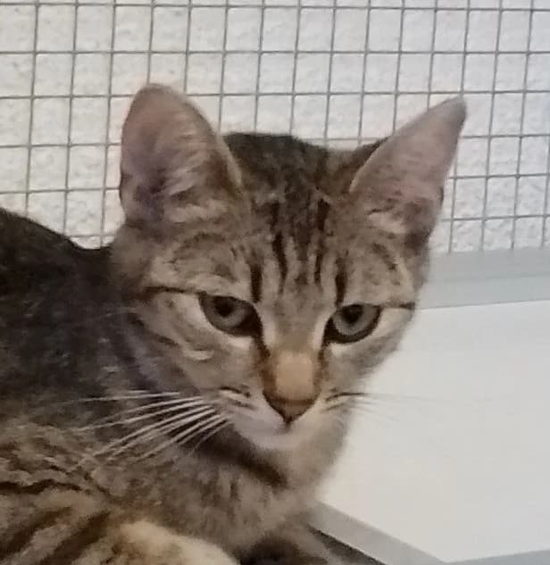 Dina, geb. 2025, female puppy Mixed Breed for adoption at Tierhilfe Rhein-Hunsrück e.V.