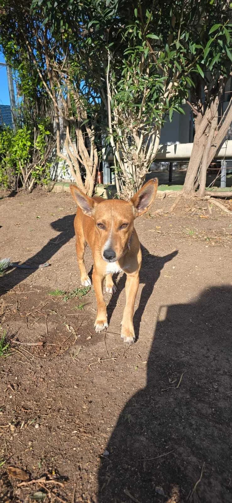 Yafah bedeutet Schönheit, female 5yo Podenco for adoption at Tierhilfe Rhein-Hunsrück e.V.