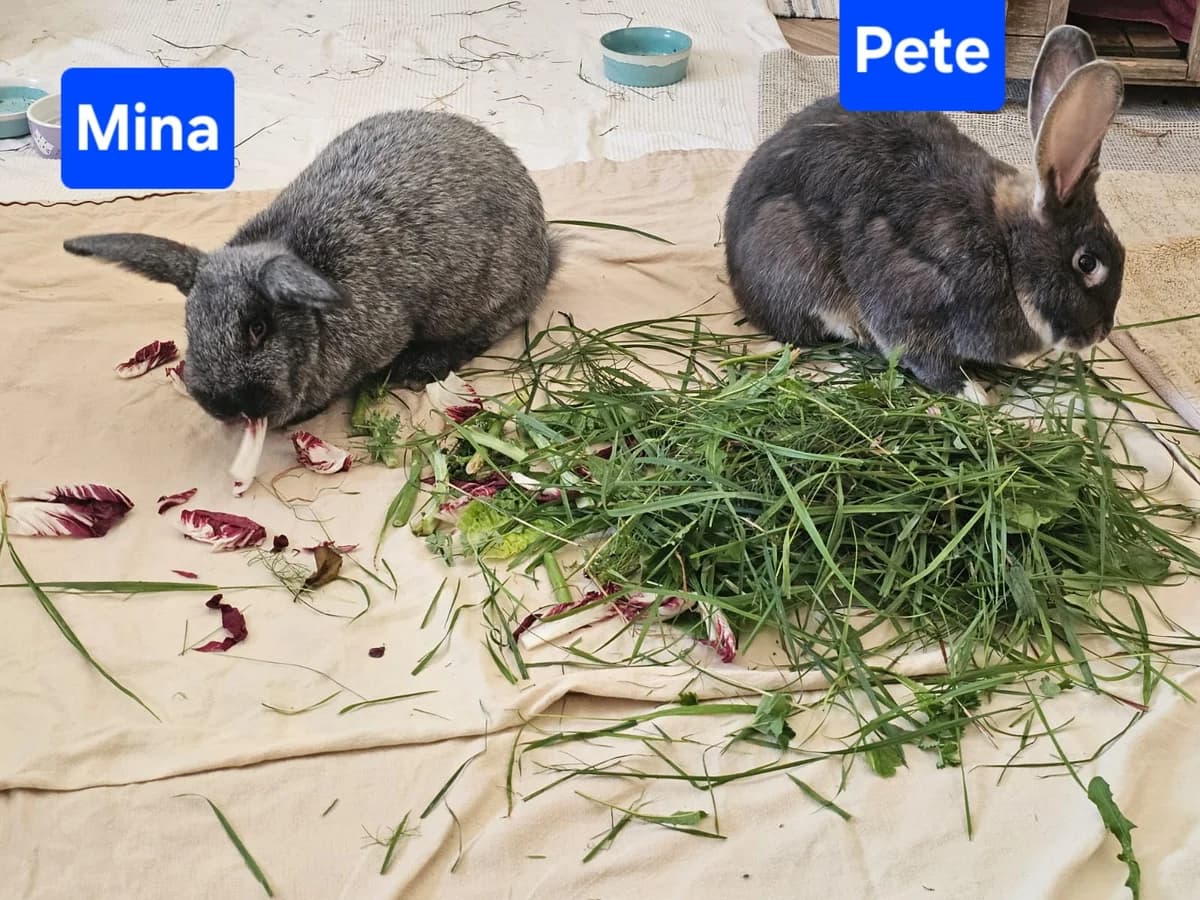 Mina und Pete, silber male 5yo Mixed Breed for adoption at Tierhilfe Rhein-Hunsrück e.V.