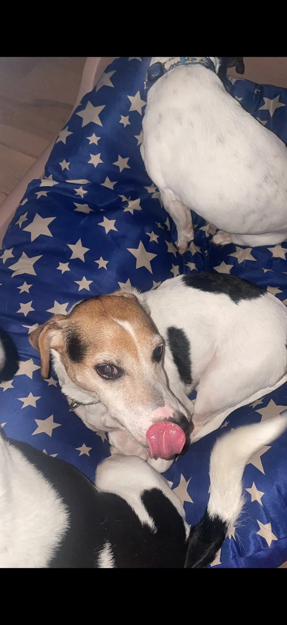 Jack Russel –, male senior Jack Russell Terrier for adoption at Tierhilfe Rhein-Hunsrück e.V.