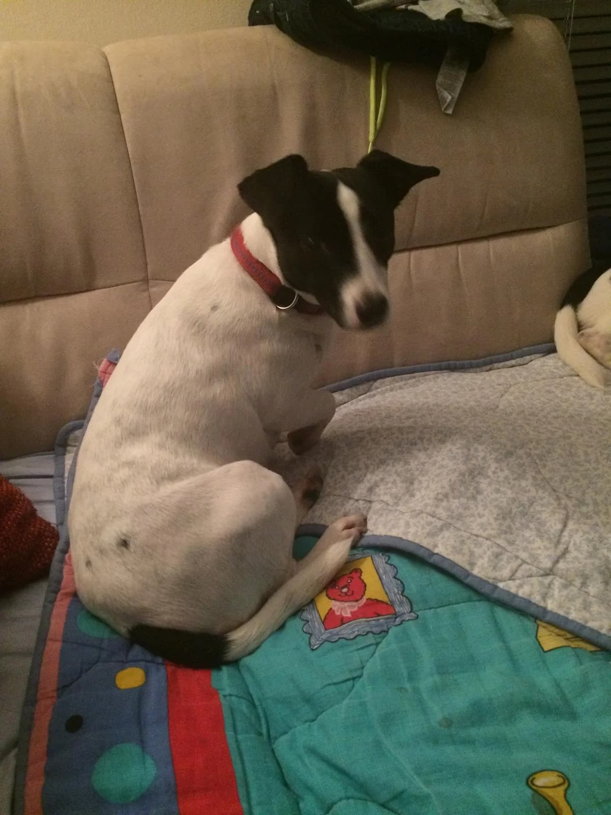 Jack Russel –, female senior Jack Russell Terrier for adoption at Tierhilfe Rhein-Hunsrück e.V.