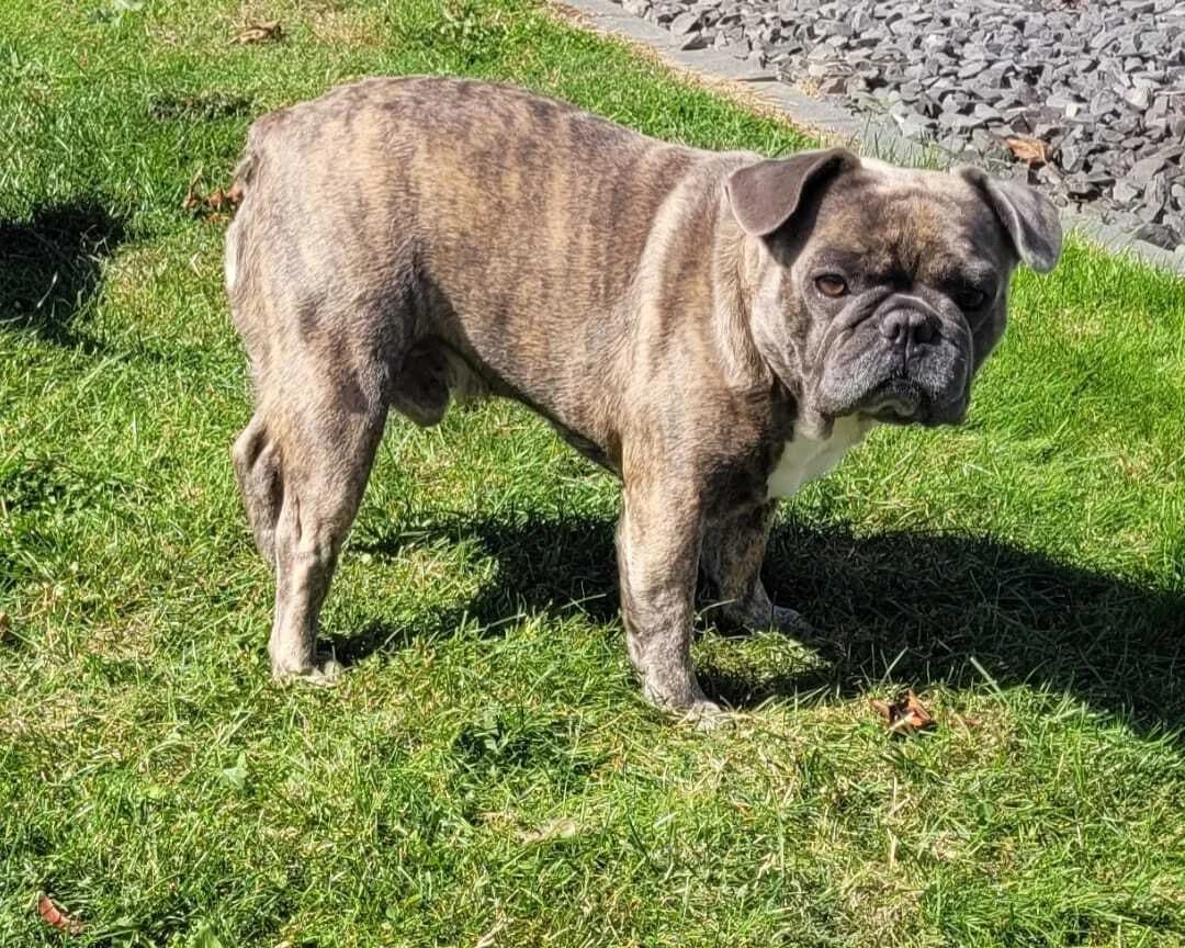 Frenchie/ Mops Mix –, male puppy French Bulldog for adoption at Tierhilfe Rhein-Hunsrück e.V.