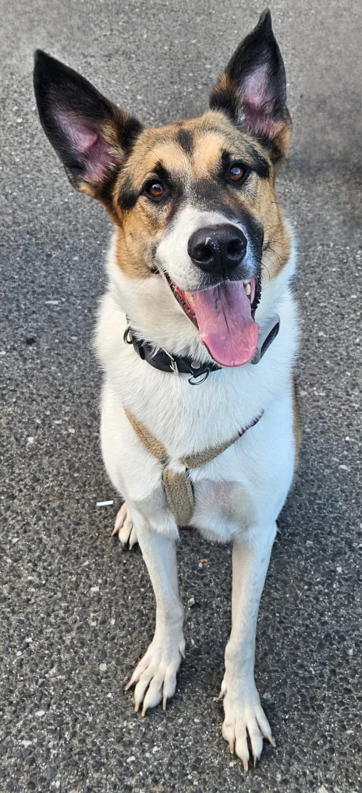 Josie – Schmusehund sucht Platz auf dem Sofa und im Bett, male 6yo German Shepherd for adoption at Tierhilfe Rhein-Hunsrück e.V.
