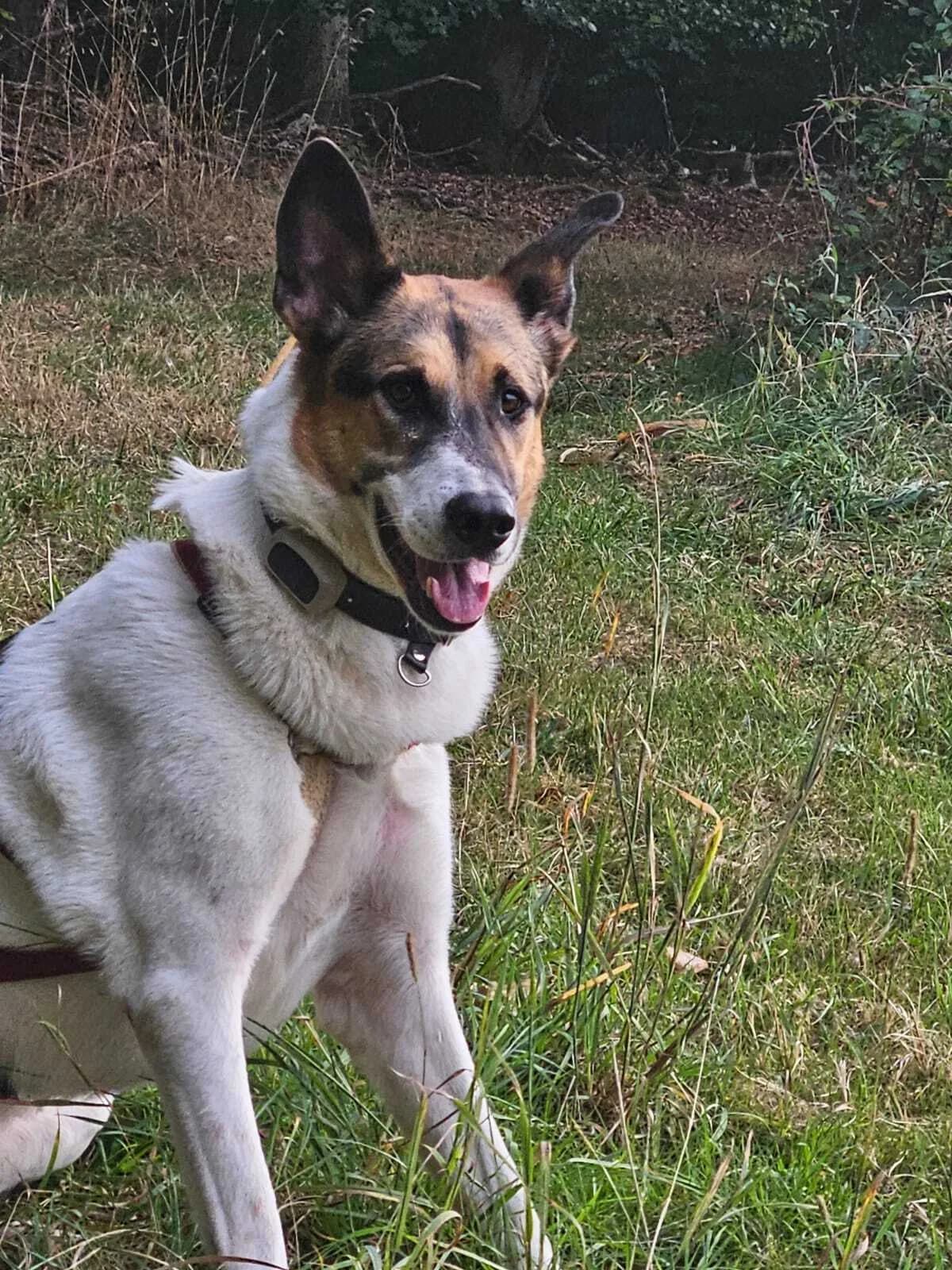 Josie – Schmusehund sucht Platz auf dem Sofa und im Bett, male 6yo German Shepherd for adoption at Tierhilfe Rhein-Hunsrück e.V.