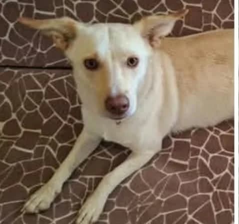 Emma, geb. ca. 2021, female 5yo Mixed Breed for adoption at Tierhilfe Rhein-Hunsrück e.V.