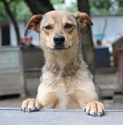 Vermittlungshilfe für Yuca, female 3yo Mixed Breed for adoption at Tierhilfe Rhein-Hunsrück e.V.