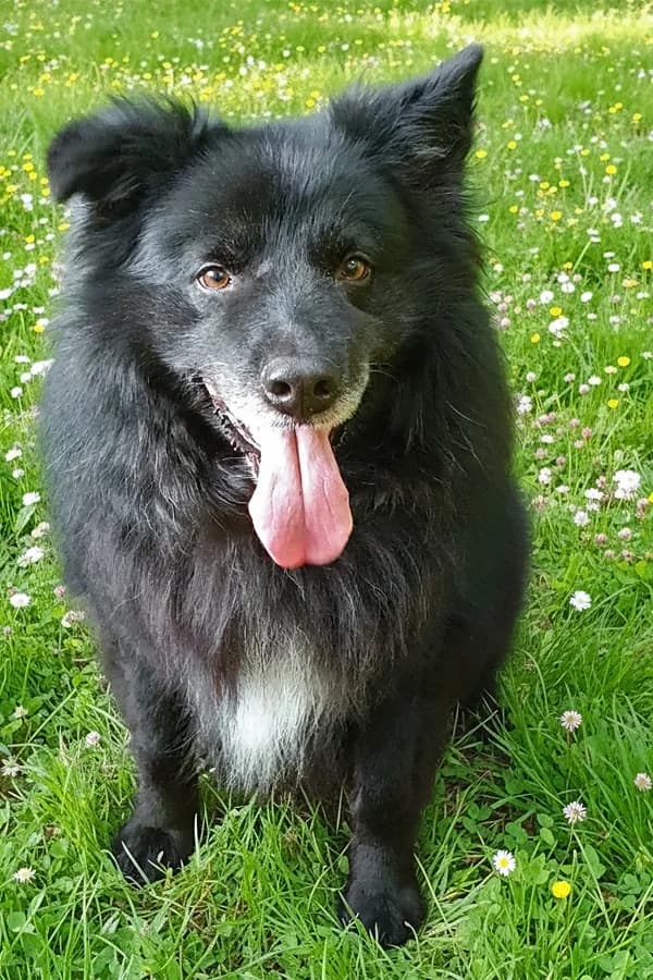 Balou, male senior Mixed Breed for adoption at Tierhilfe Seesen e.V., Seesen