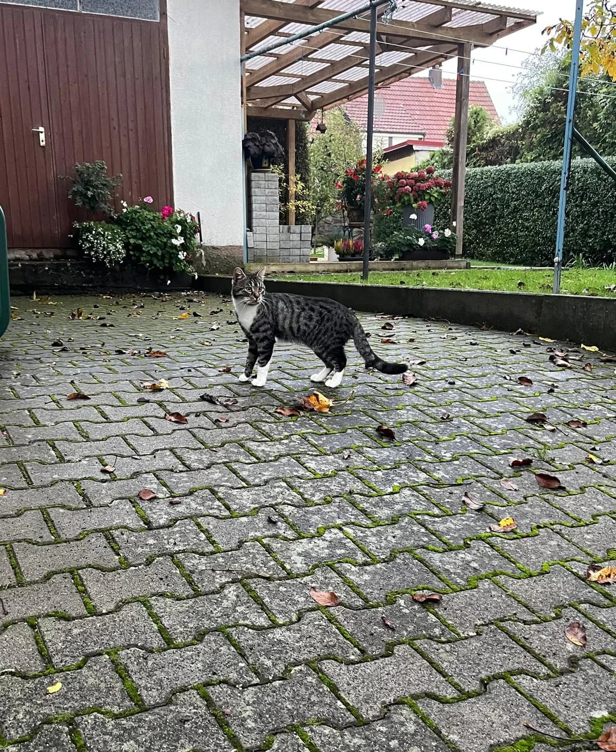 Kater in 97502 Sömmersdorf zugelaufen, male Mixed Breed for adoption at Tierhilfe Schweinfurt, Dingolshausen