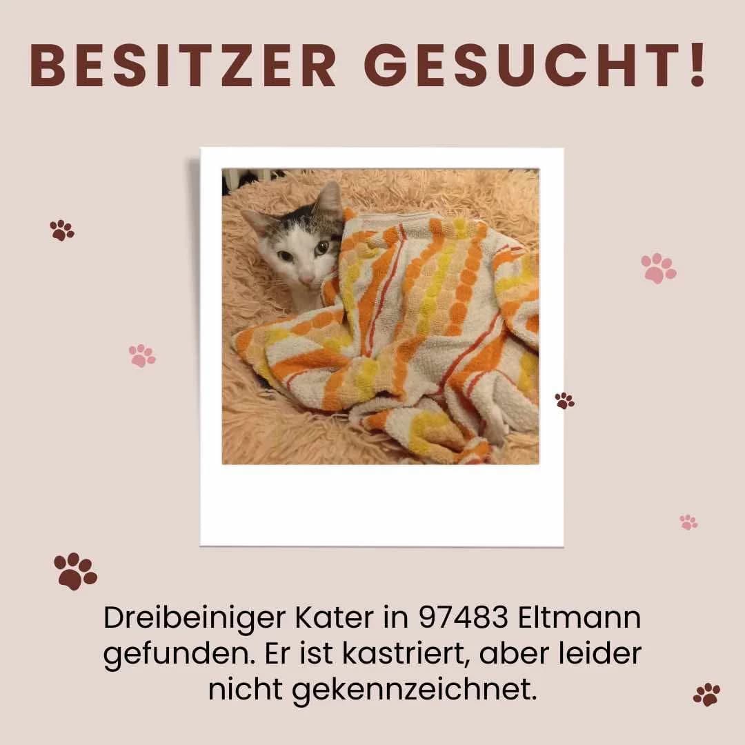 Fundkater Eltmann, male young Mixed Breed for adoption at Tierhilfe Schweinfurt, Dingolshausen