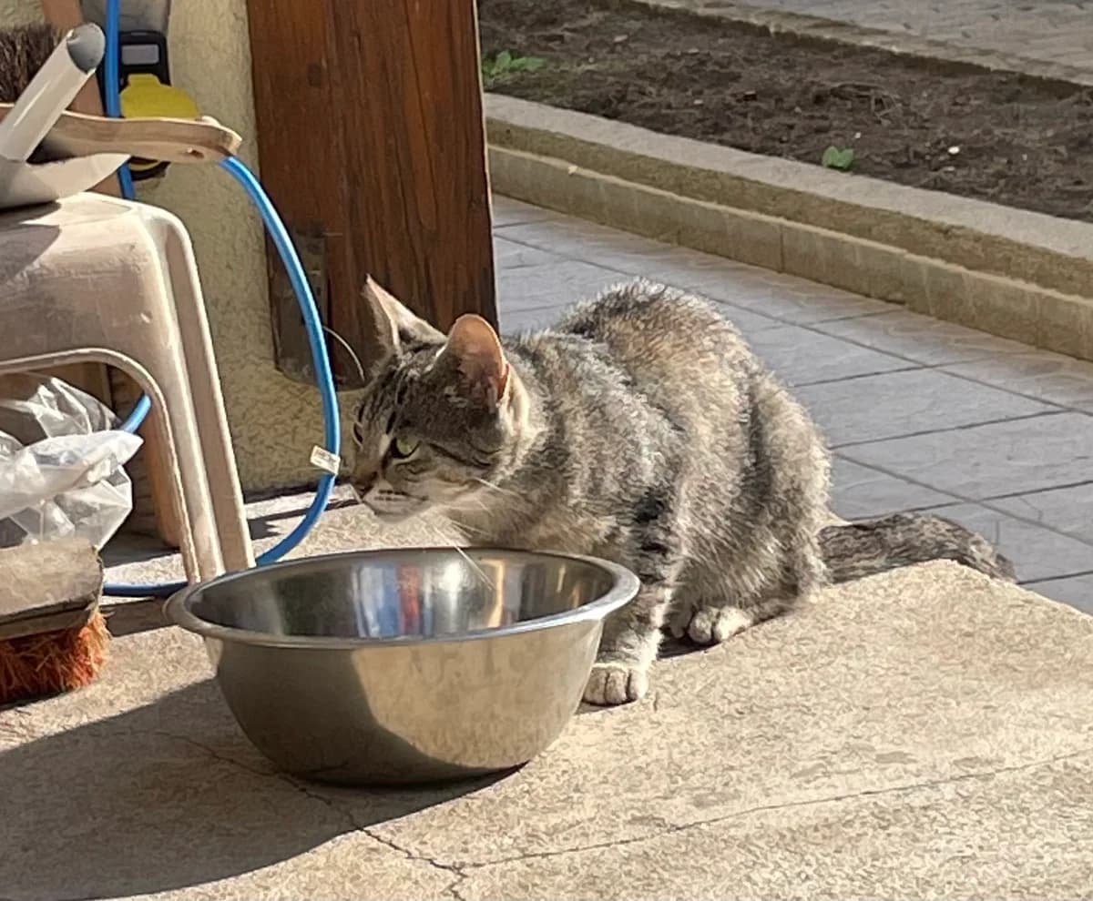 Katze oder Kater in Haßfurt zugelaufen, male Mixed Breed for adoption at Tierhilfe Schweinfurt, Dingolshausen