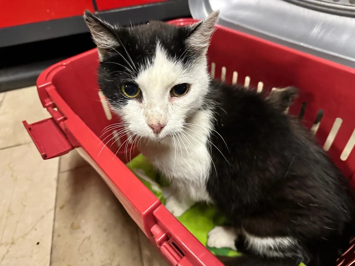 Kater in 97789 Breitenbach zugelaufen, male 7yo Mixed Breed for adoption at Tierhilfe Schweinfurt, Dingolshausen