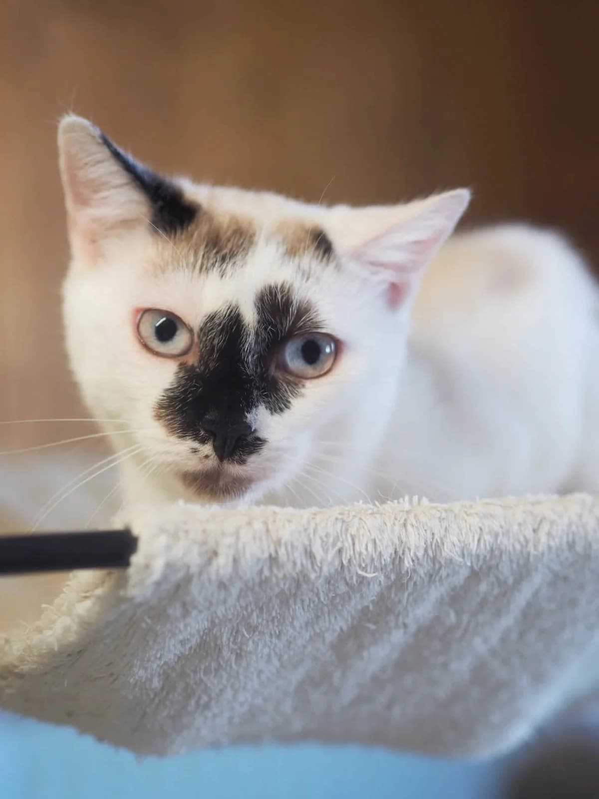 Tia (geb 06/25) – wunderschöner Schmusekater mit blauen Augen sucht sein Zuhause, male young Mixed Breed for adoption at Tierhilfe Schweinfurt, Dingolshausen