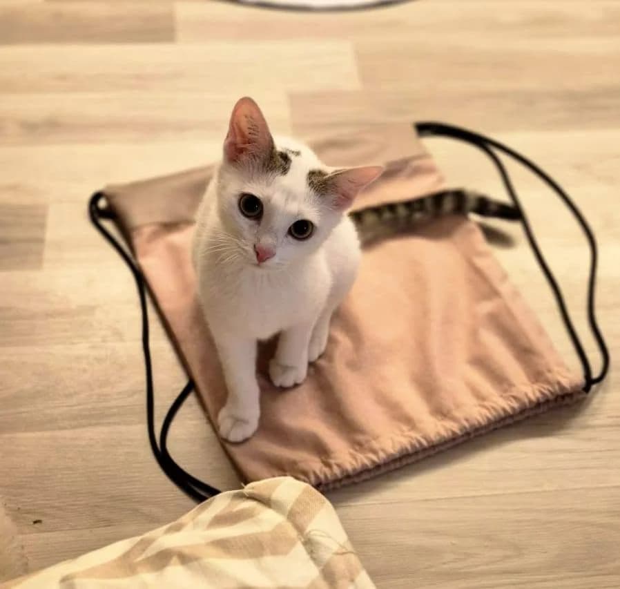 Jamie (w) (geb. 10/25) – vorsichtige Entdeckerin sucht geduldige Menschen mit, female puppy Mixed Breed for adoption at Tierhilfe Schweinfurt, Dingolshausen