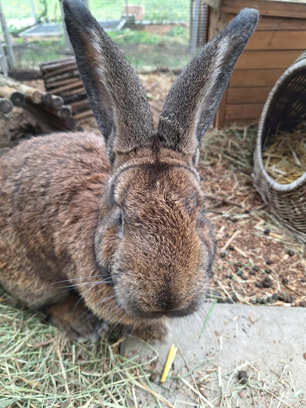 Hörbie (geb. ca. 2023), male Mixed Breed for adoption at Tierhilfe Schweinfurt, Dingolshausen
