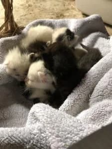 In eigener Sache, Mixed Breed for adoption at Tierhilfe Weidenberg