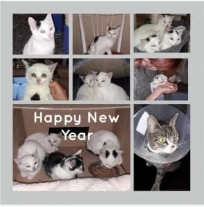 Neujahrsgrüße, Mixed Breed for adoption at Tierhilfe Weidenberg