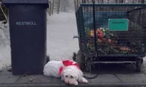 Tiere sind kein Weihnachtsgeschenk, Mixed Breed for adoption at Tierhilfe Weidenberg