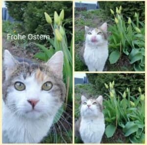 Ostergrüße, Mixed Breed for adoption at Tierhilfe Weidenberg