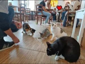 Besuch im Katzentempel, Mixed Breed for adoption at Tierhilfe Weidenberg