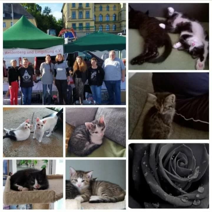 Nachruf 🖤, Mixed Breed for adoption at Tierhilfe Weidenberg