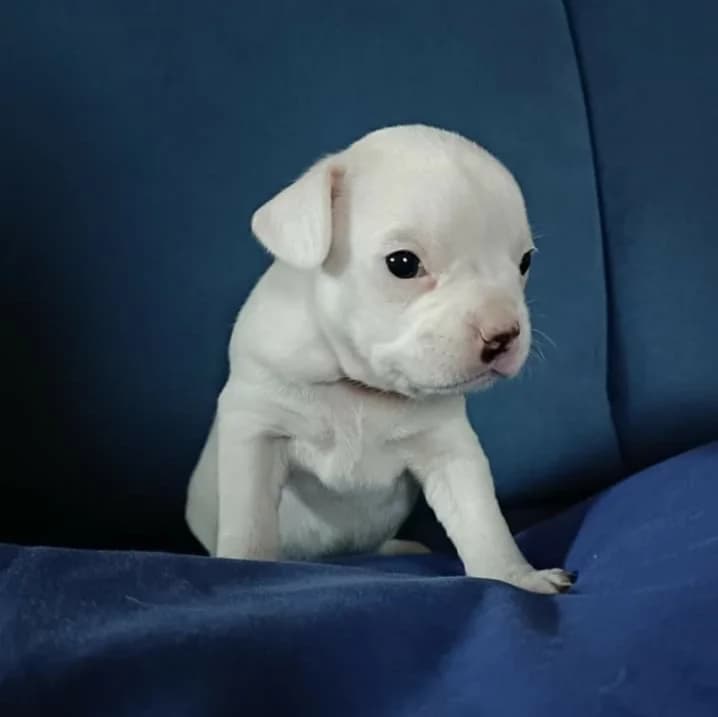 Hilfe für Schneeweißchen, 3yo Mixed Breed for adoption at Tierhilfe Weidenberg