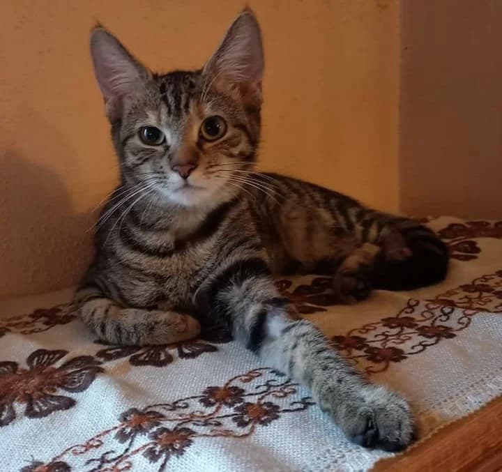 Diagnose FIP, puppy Mixed Breed for adoption at Tierhilfe Weidenberg