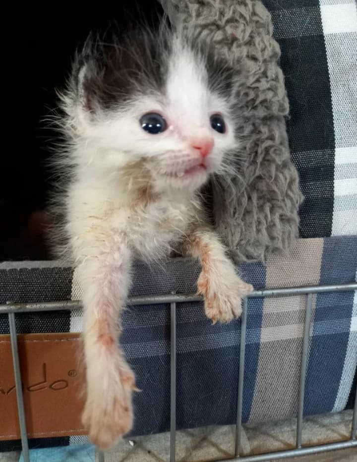 Petition für die Erlassung einer Kastrationspflicht in Bayreuth Stadt & Land, Mixed Breed for adoption at Tierhilfe Weidenberg