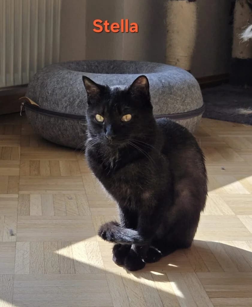 Stella, Mixed Breed for adoption at Tierhilfe Weidenberg