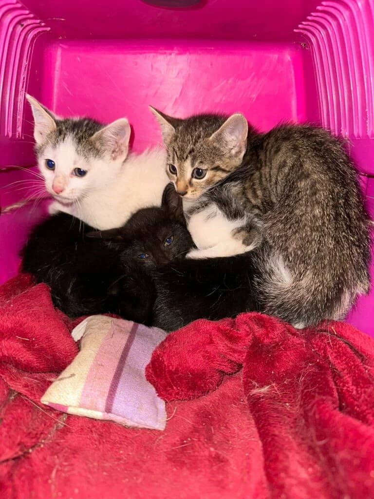 Weltkatzentag 08.08.25, Mixed Breed for adoption at Tierhilfe Weidenberg