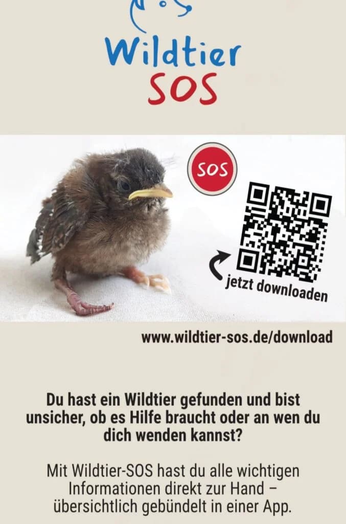 Wildtier 🦔 gefunden – was nun, Mixed Breed for adoption at Tierhilfe Weidenberg