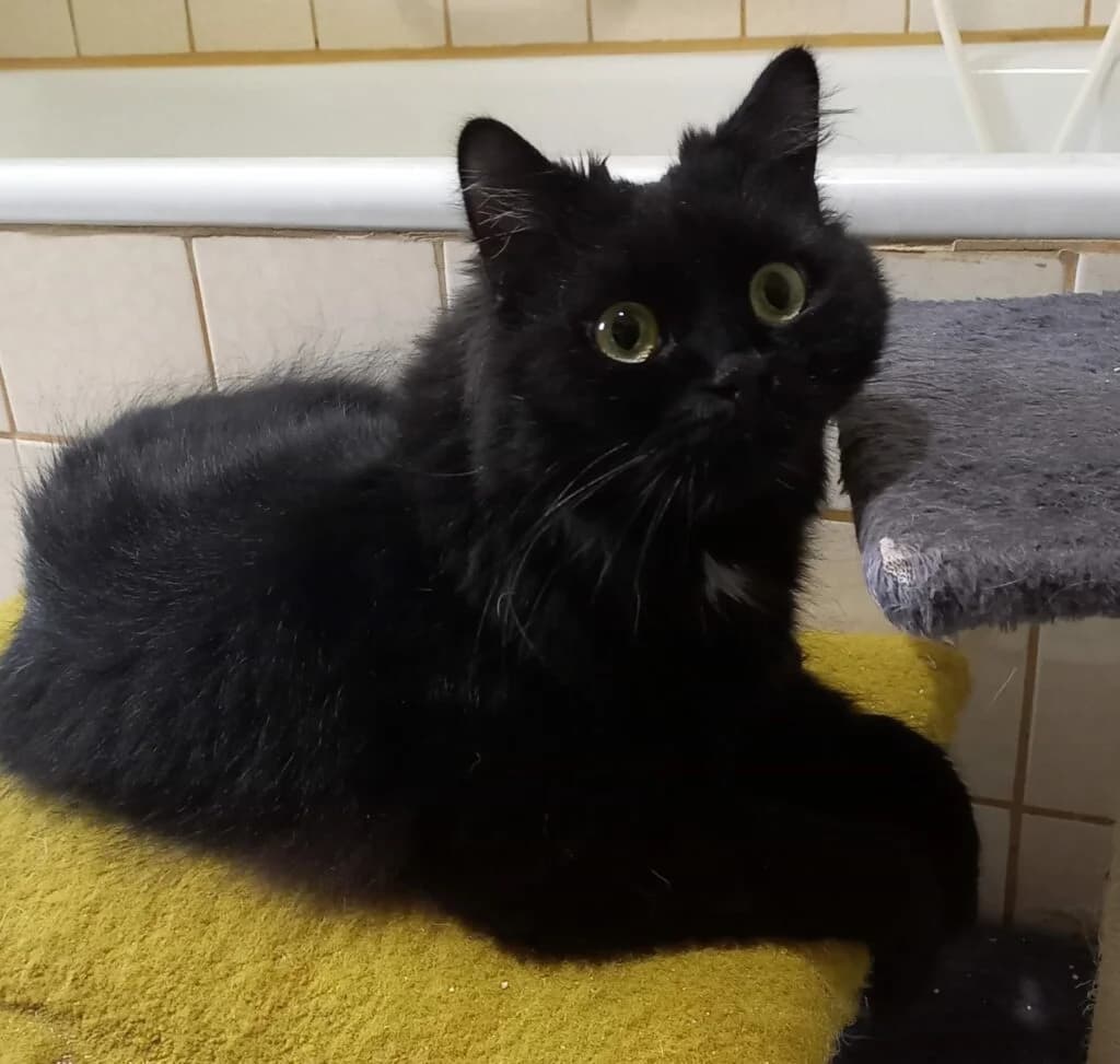 Ewok (Reserviert), 3yo Mixed Breed for adoption at Tierhilfe Weidenberg