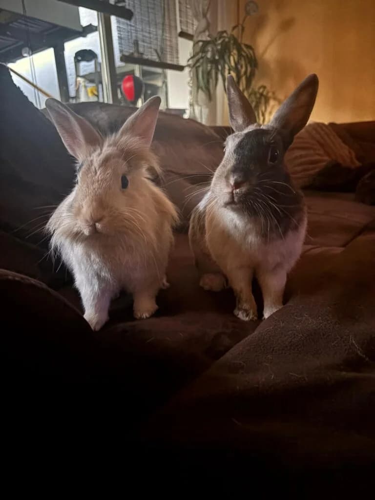 Henry &, young Mixed Breed for adoption at Tierhilfe Weidenberg