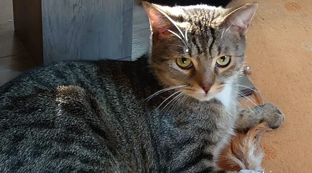 Harry & Spooky, getigert Mixed Breed for adoption at Tierhilfe Weidenberg