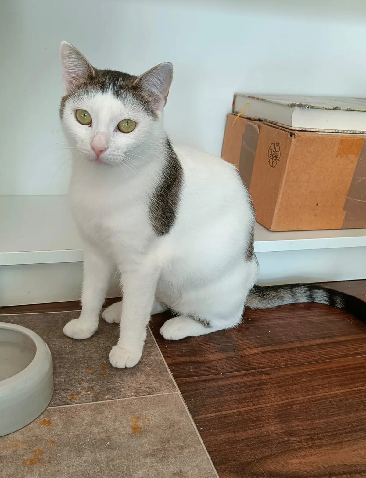 Pummelchen, female young Mixed Breed for adoption at Tierhilfe Wolfsburg e.V.