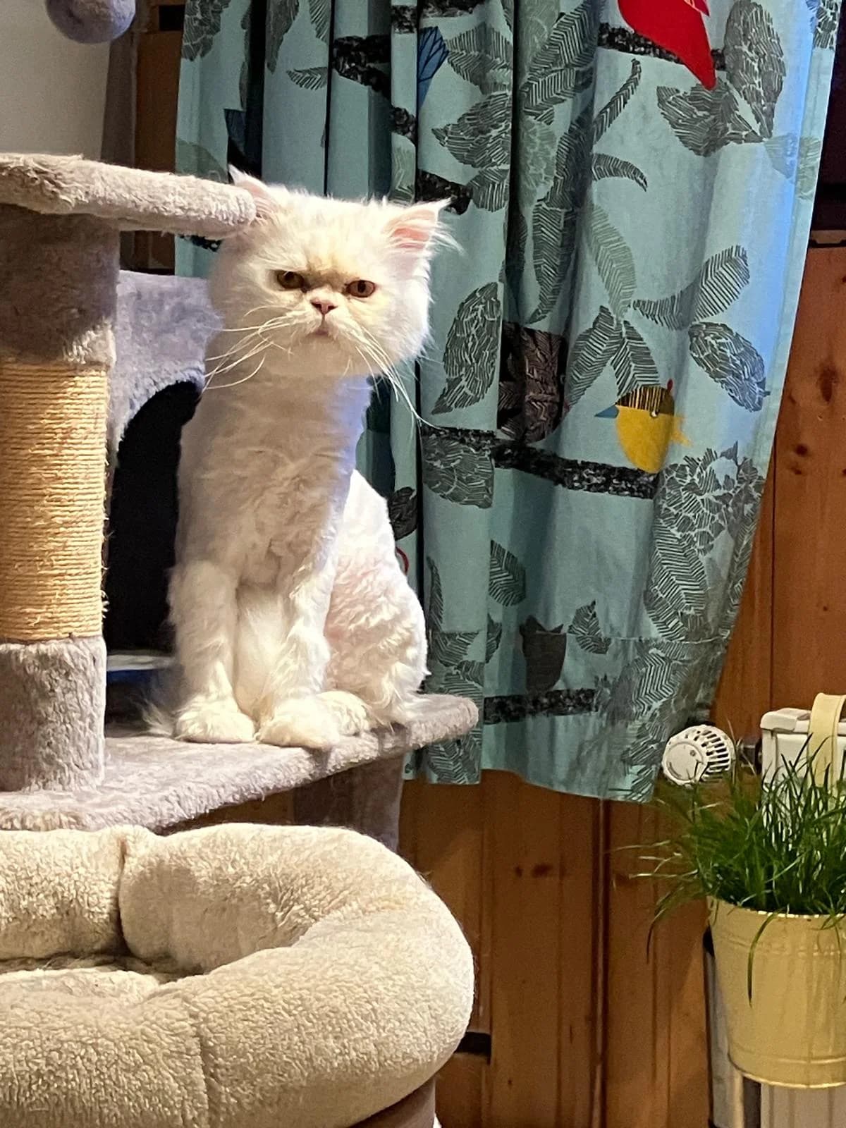 Samson β Perser Kater, male young Mixed Breed for adoption at Tierhilfe Wolfsburg e.V.