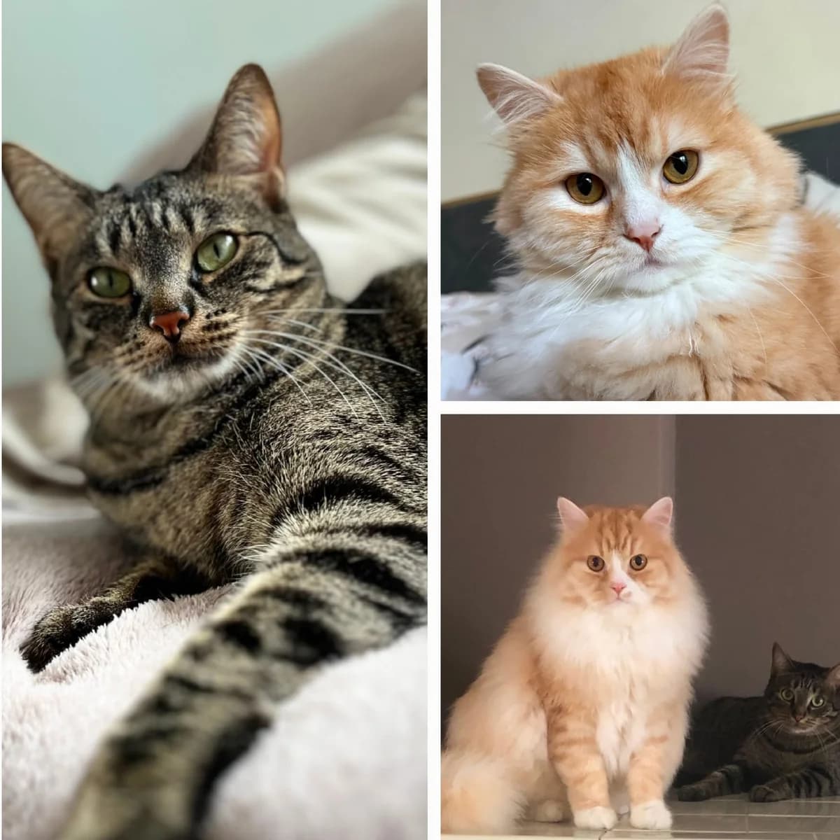 Bella & Paul, getigert 5yo Mixed Breed for adoption at Tierhilfe Worms e.V.
