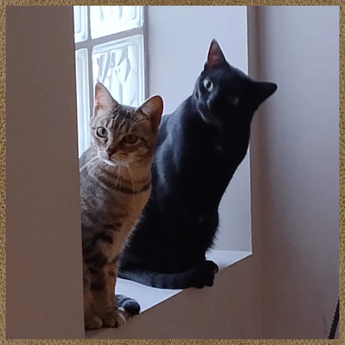 Chico & Chip, male young Mixed Breed for adoption at Tierhilfe Worms e.V.
