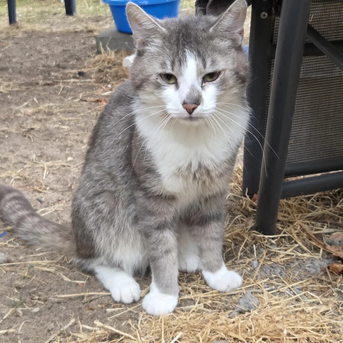 Fossie, male senior Mixed Breed for adoption at Tierhilfe Worms e.V.