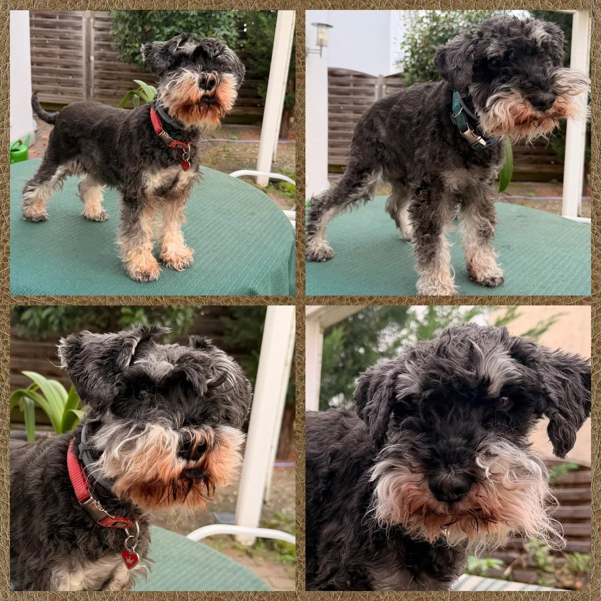 Hallo, wir sind Sally & Berti, senior mixed breed for adoption at Tierhilfe Worms e.V.