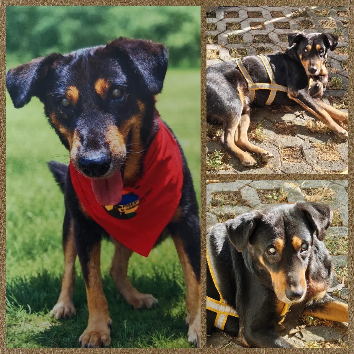 Ilay, male 5yo Mixed Breed for adoption at Tierhilfe Worms e.V.