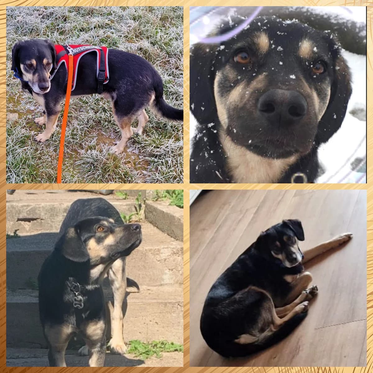 Mexx, male 6yo Mixed Breed for adoption at Tierhilfe Worms e.V.