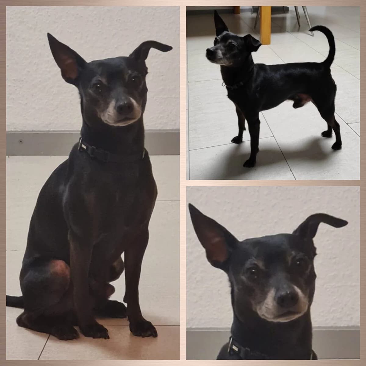 Pio, male 4yo Mixed Breed for adoption at Tierhilfe Worms e.V.