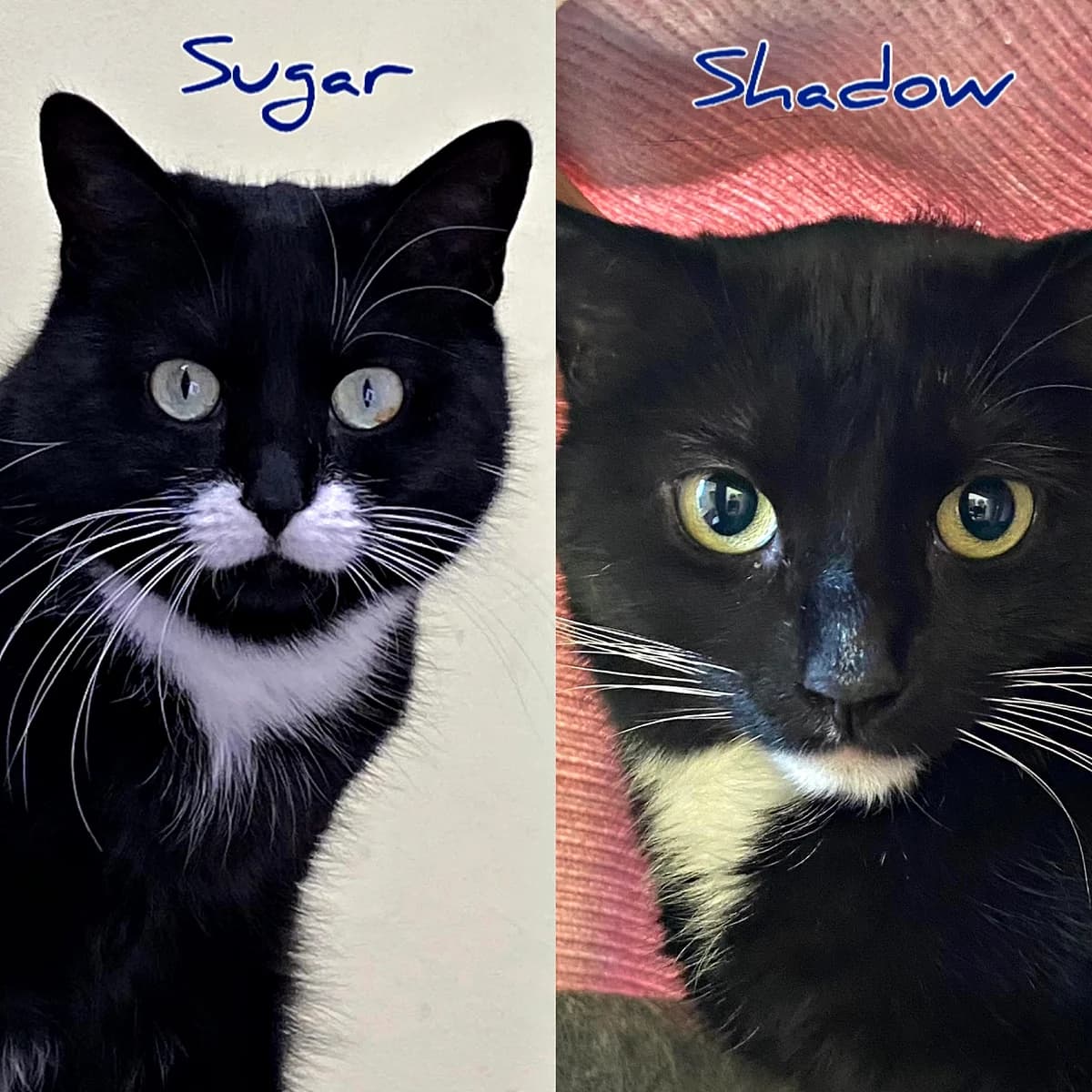 Sugar&Shadow, 4yo Mixed Breed for adoption at Tierhilfe Worms e.V.