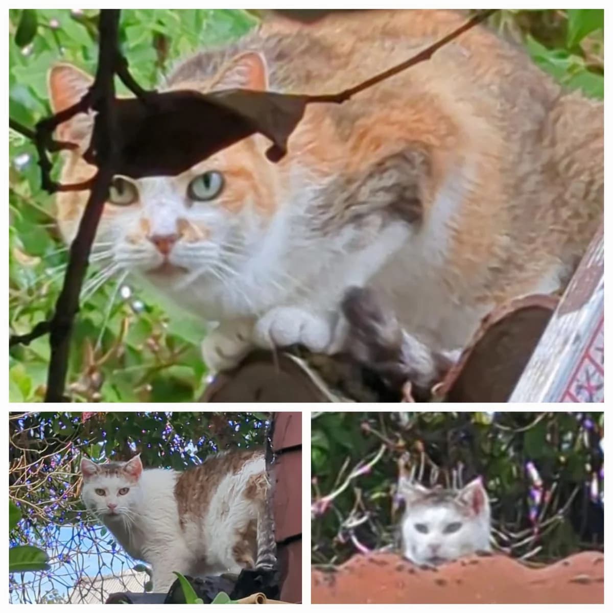 Tina & Tenno, senior European Shorthair for adoption at Tierhilfe Worms e.V.