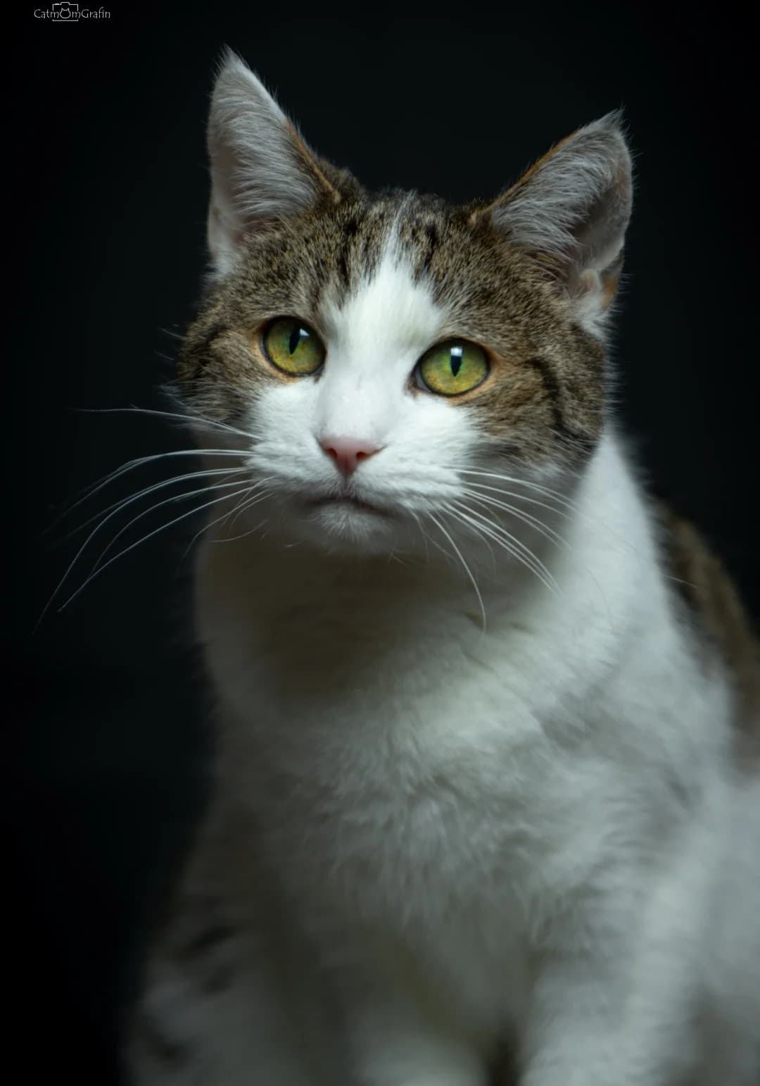 Flora, male Mixed Breed for adoption at Tierhilfe Zella-Mehlis, Zella-Mehlis